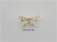 藏品(尺蛾592.1)的圖片